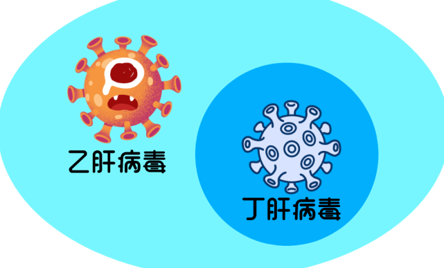 出入境常见传染病卫生大讲堂丨带你认识病毒性肝炎