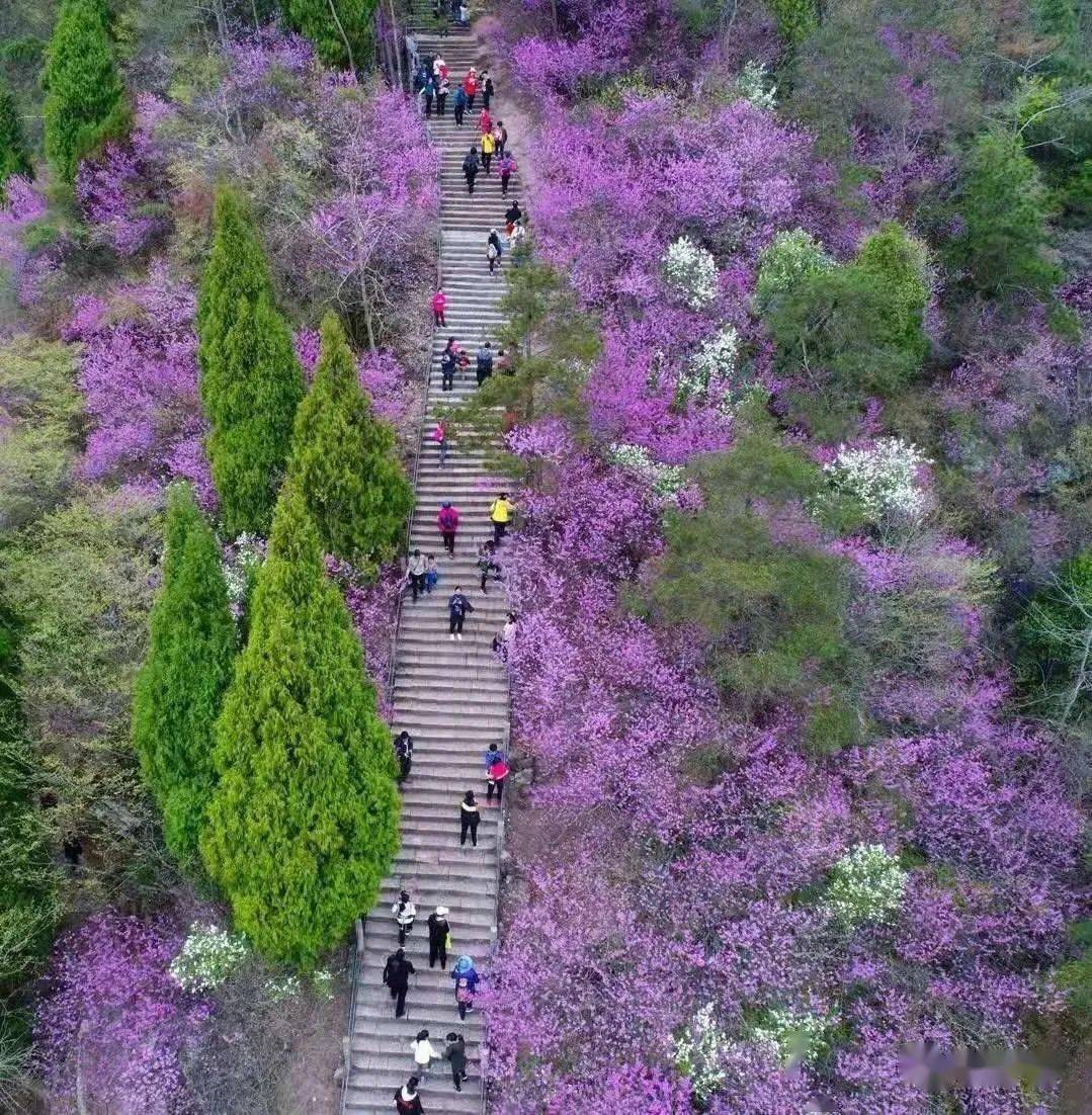 前线来报:天台赤城山火了! 相约浪漫の紫_紫荆花