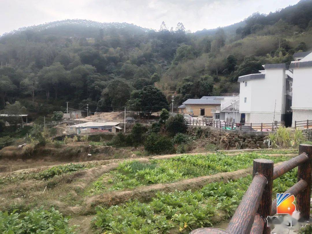 雲霧繚繞的博白雲飛嶂大塘梯田吸引來一群作家詩人