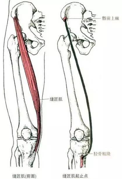 股四頭肌是位於大腿前側的肌肉由股直肌,股中間肌,股內側肌,股外側肌