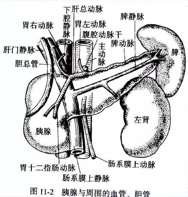 小伍说健康丨三问为什么做超声检查有时需要禁食有时需要憋尿