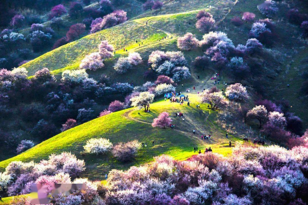 休闲旅行46413新疆是个好地方之天山之春新疆伊犁杏花沟8日深度游