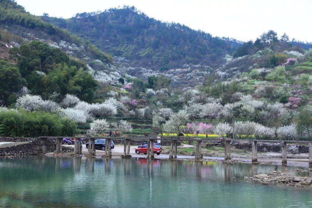 休闲赏花37周日新昌镜岭溪西村李花开许你一片烟花三月