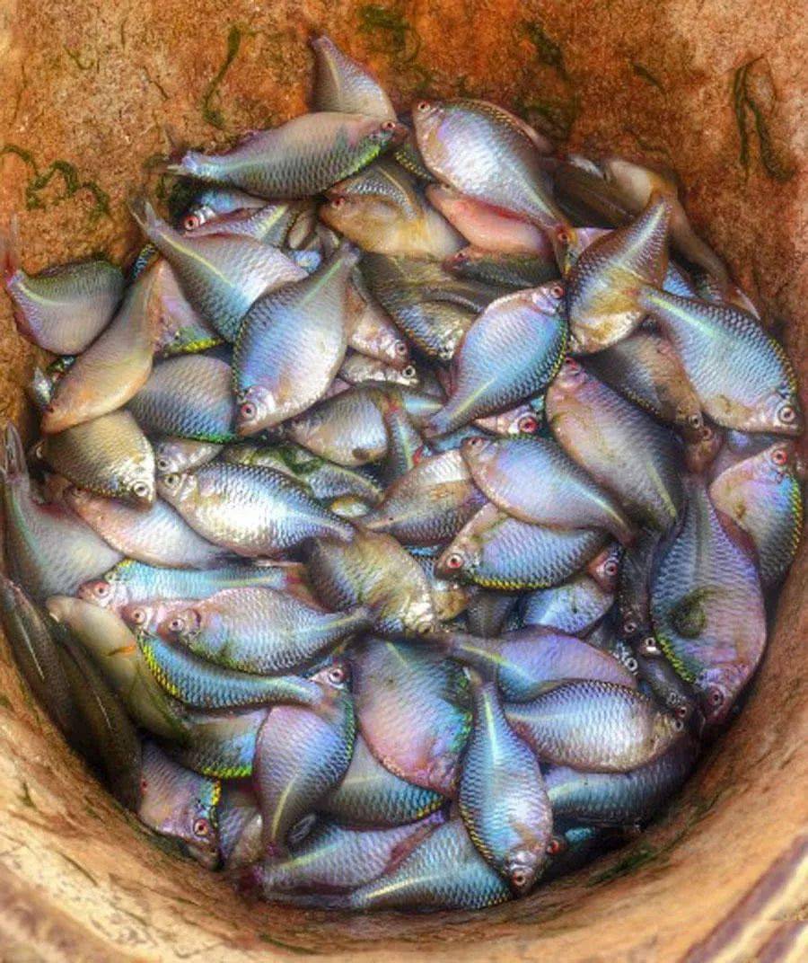 鳑鲏鱼最大能养多大 150eadf5d0b04b3d90bb775d547d7cbc.jpeg