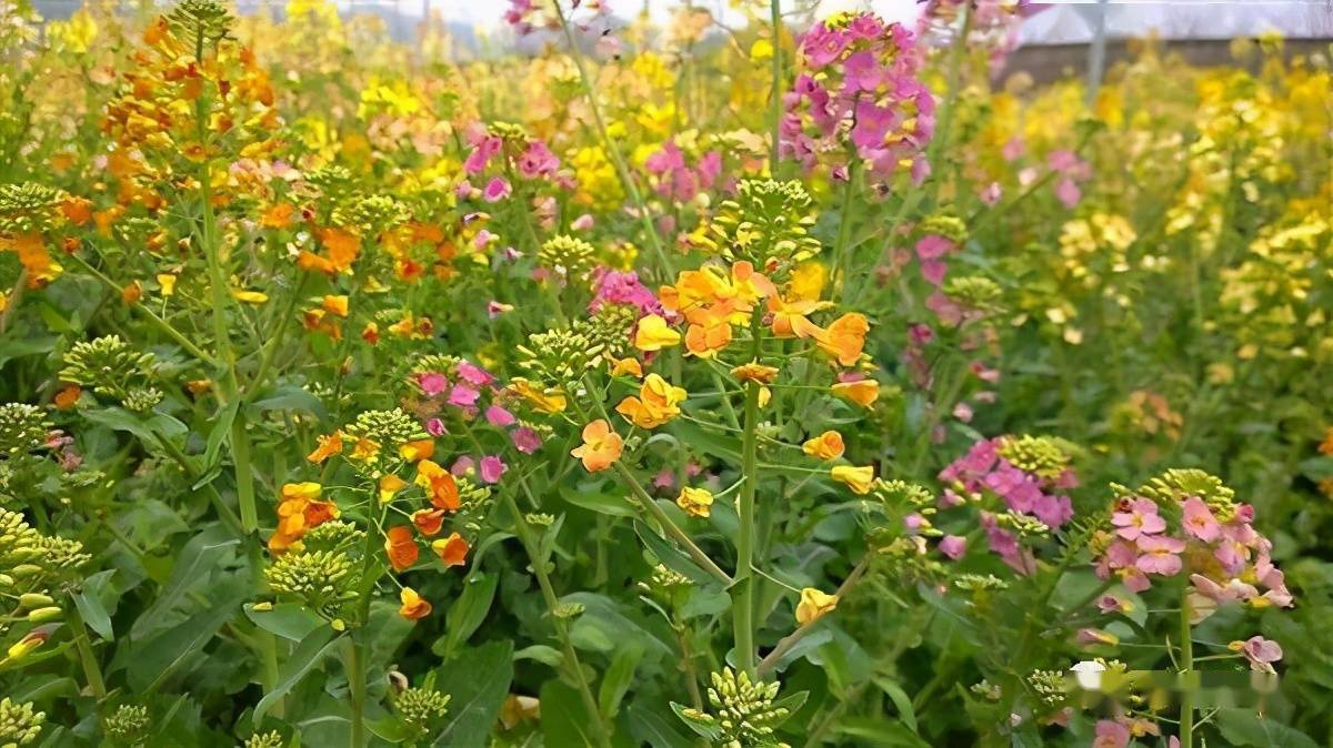 江西一大学培育出38种颜色油菜花网友感叹高颜值