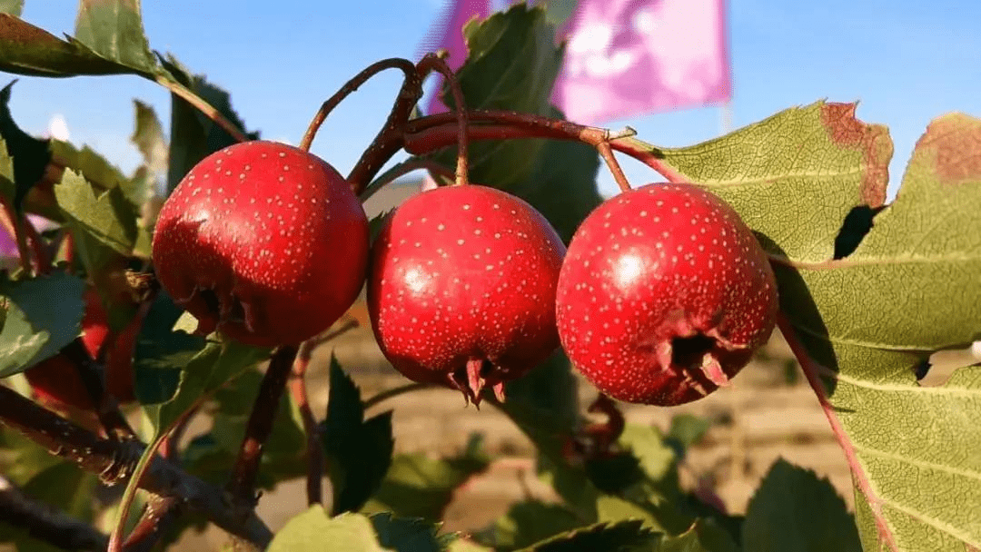 通渭山楂小镇,彻底火了_通渭县