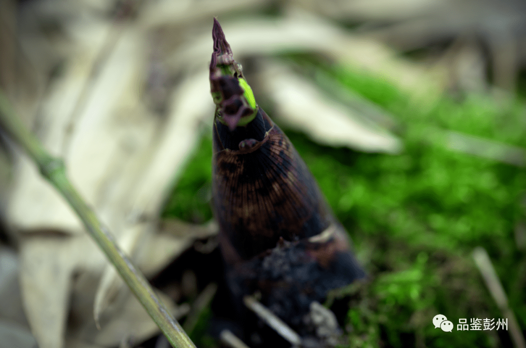 阳光加雨露 31ef53532f4a43e4a42e7591b3ffa252.png