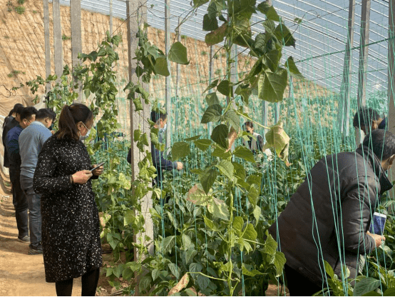 共致富 | 郓城县武安镇组织村民到寿光参观学习大棚种植技术_蔬菜