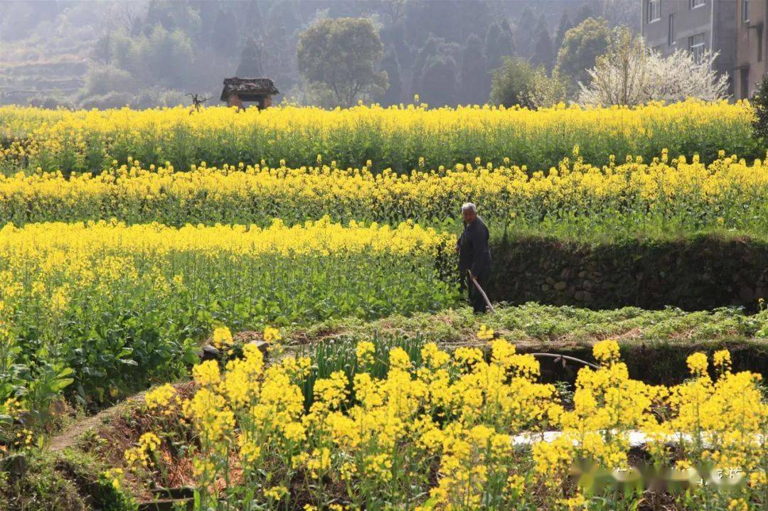 临海的油菜花惊艳上线,遍地金黄