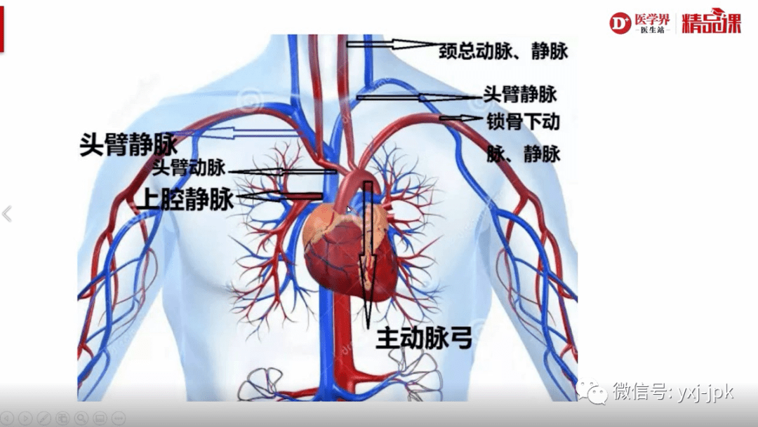 支气管动脉解剖及位置图片