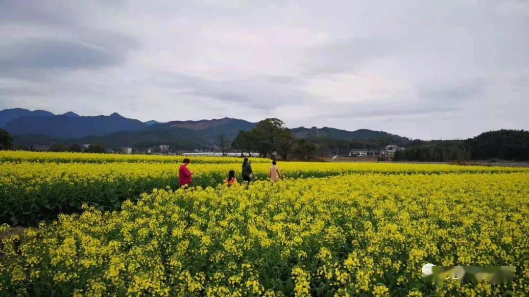 2月28日,光泽县鸾凤乡油溪村,游客在油菜花海踏春赏花.