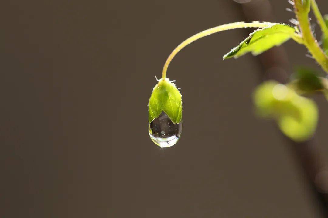 微雨夜來過不知春草生