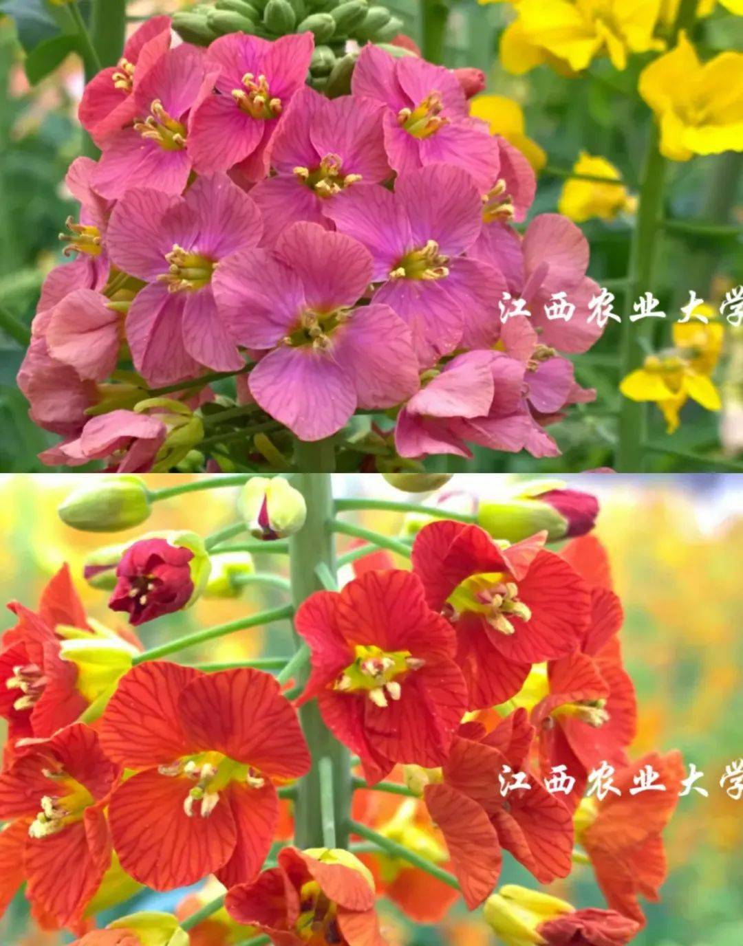 再添新色一起来看江农油菜花彩虹