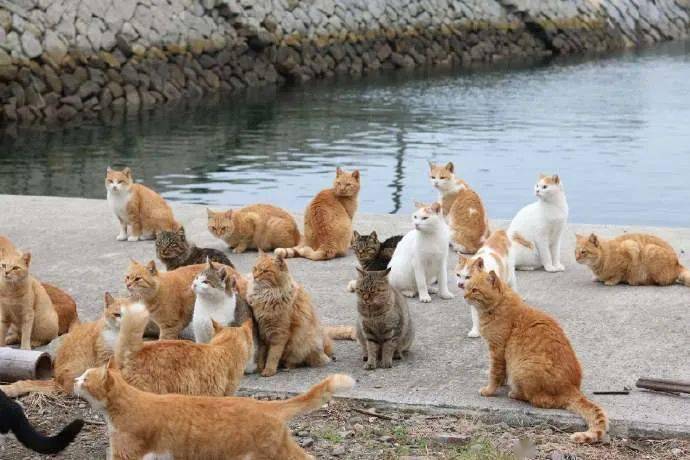 铲屎官又分享了一波猫岛的照片