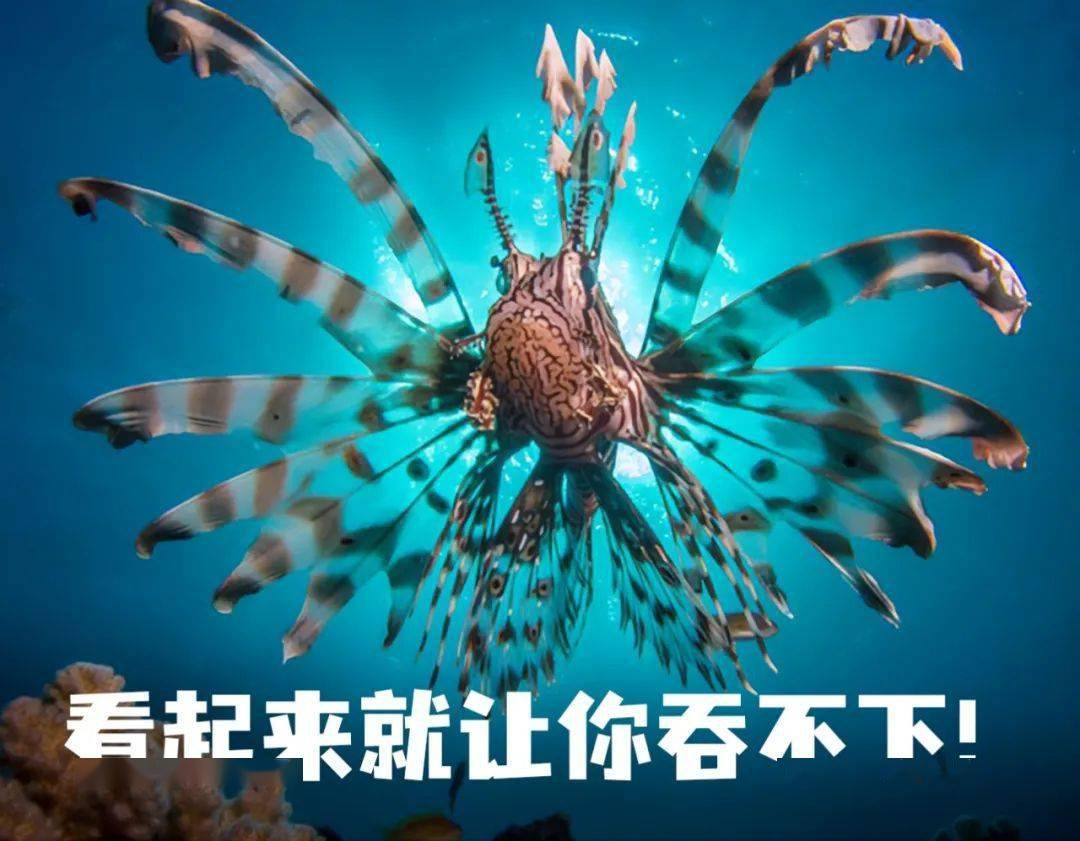 獅子魚為什麼要吃同類?