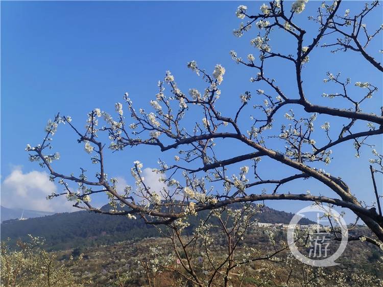 李花节① | 春天，到巫山来看“雪”！