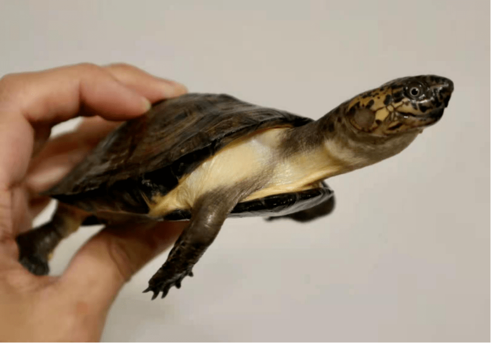 黑森林侧颈龟来认识认识它