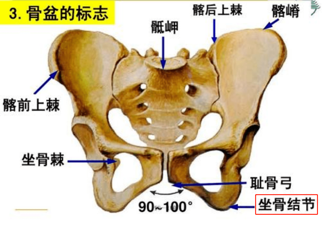 一坐就是一整天,大部分体重都是pp顶着,而骨盆下方有一个坐骨结节,坐