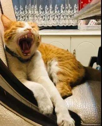 怎么看小猫有没有撒尿 7bb7f3f1ceb9433e89e85c3869bf6478.jpeg