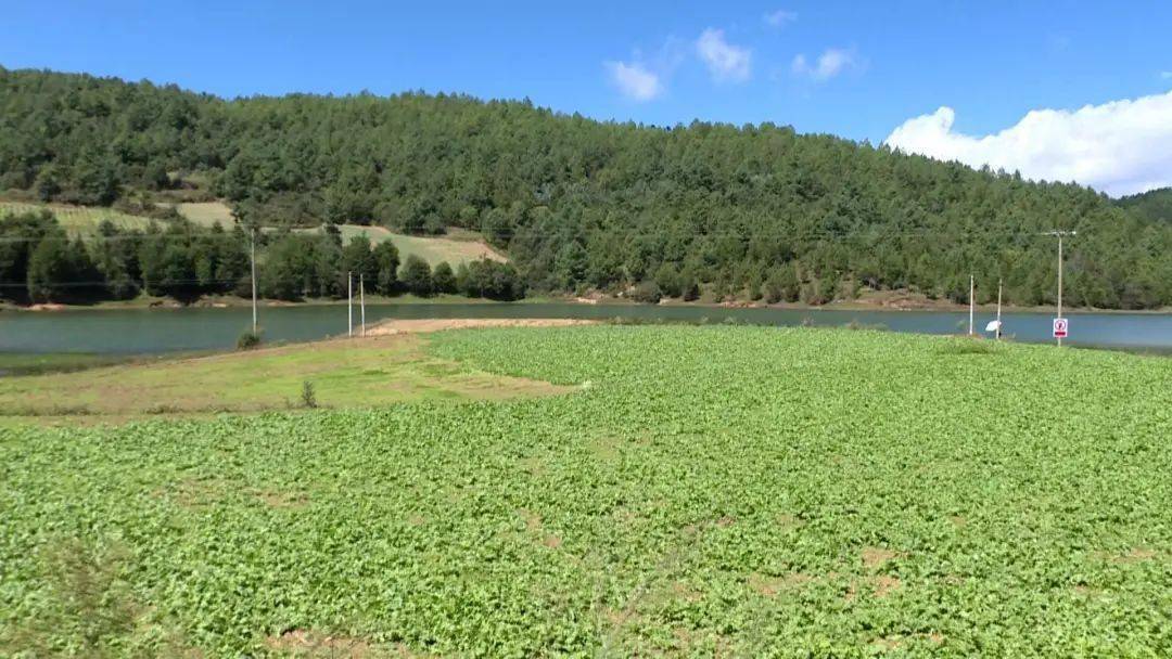 石屏县露水草种植地图片