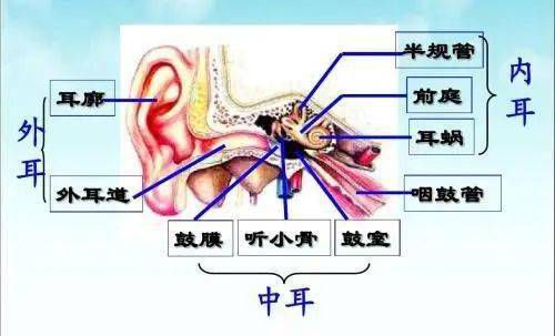 耳朵的結構分為三部分:外耳,中耳,內耳●耳朵結構1999年時,中國殘疾人