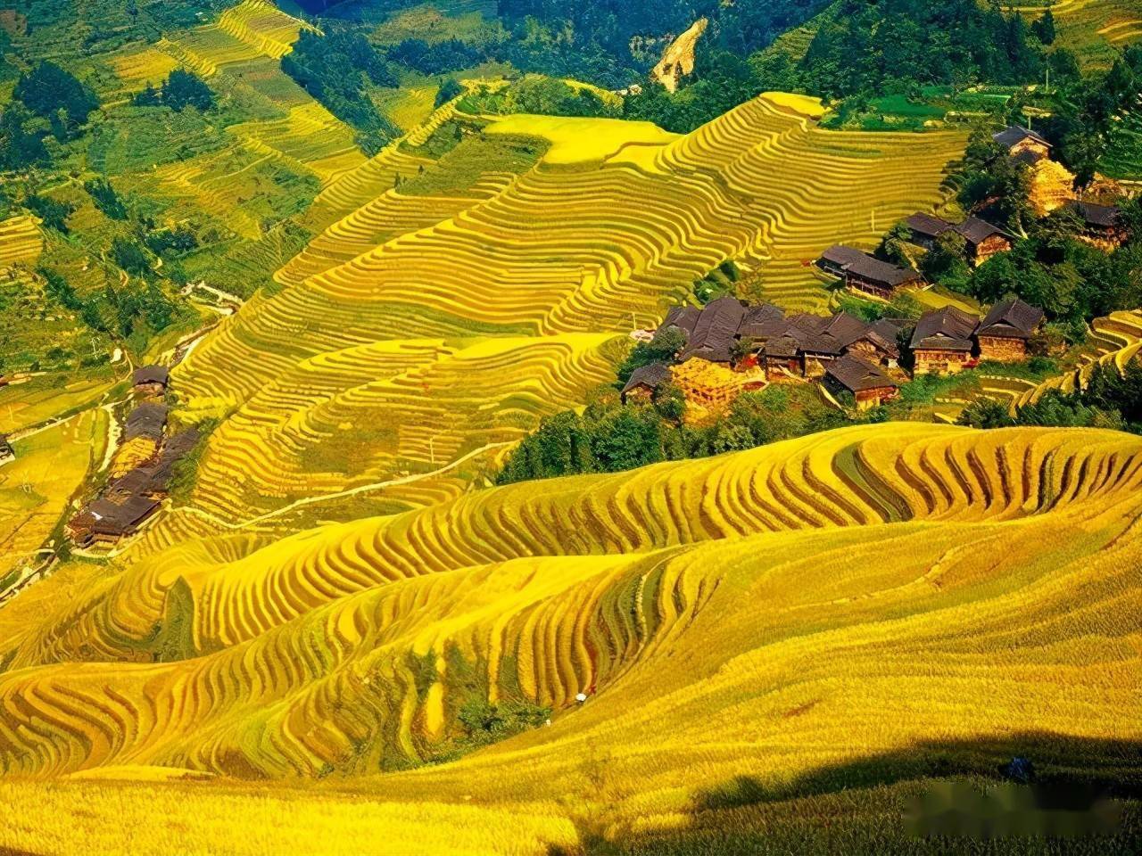 樱花动漫元阳梯田是真正的大地艺术犹如一幅幅油画