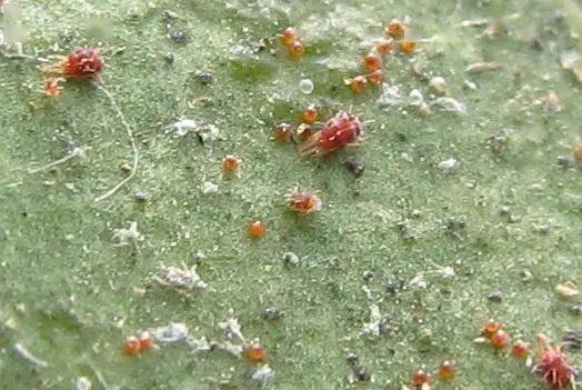 市场上存在的杀螨剂 给你列全了 重点分析各自优劣 防治效果