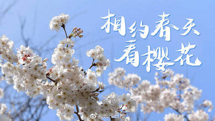 “相约春天赏樱花”，武汉发布八大赏花游，100万张武汉旅游惠民券将发放