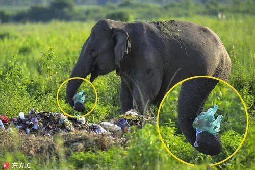 把自己的胃当做垃圾场为人类清理垃圾世界野生动植物日