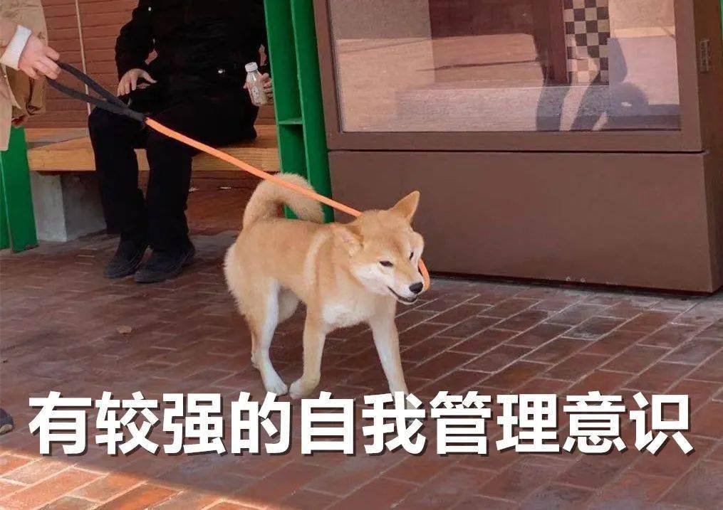 和办事员"长得很像"的一条狗同样是遛街时发现的可爱狗狗见到时就觉得