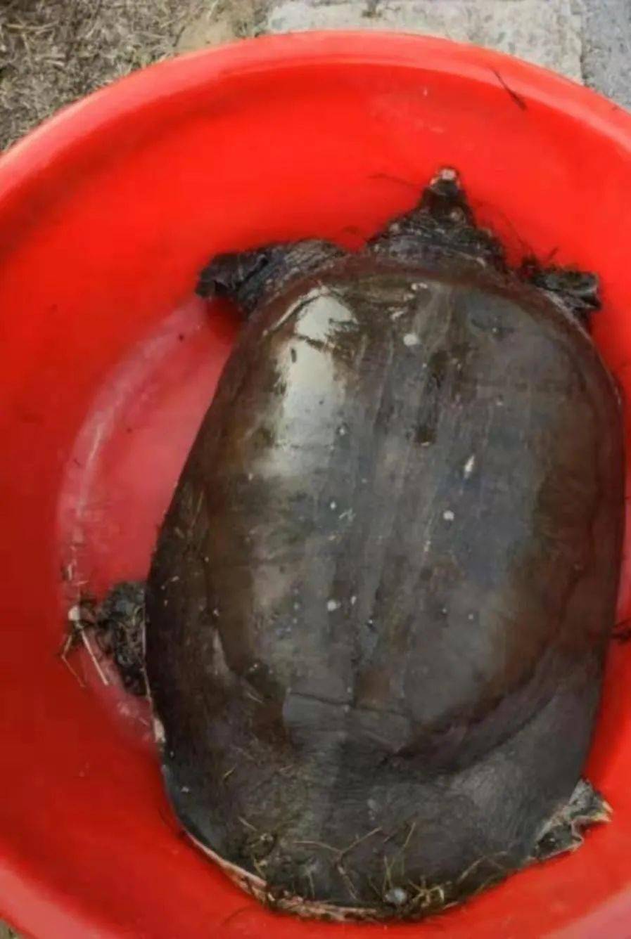 震惊!萍乡2位小伙子抓到一只"巨无霸"鳖,重达28斤(图)