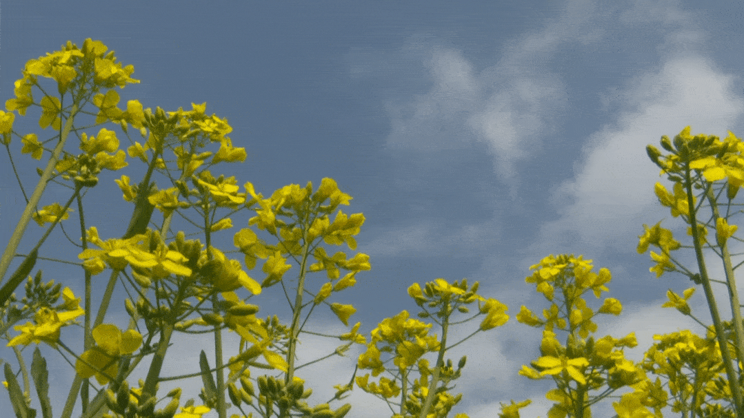 春花烂漫时勉县一大波春景美图来袭一起来踏春