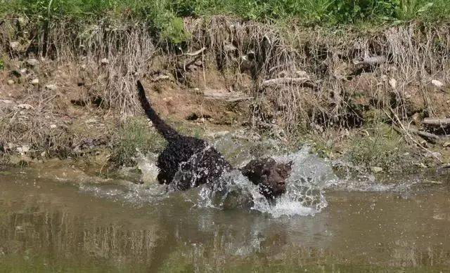 羊头狗身的猛犬 在丛林深潭中穿梭 凶似比特犬 能力完爆军犬 猎犬