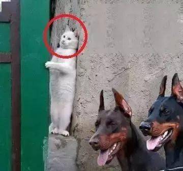 猫咪偶遇两恶犬,吓得秒躲墙角不吱声,网友:你也有今天