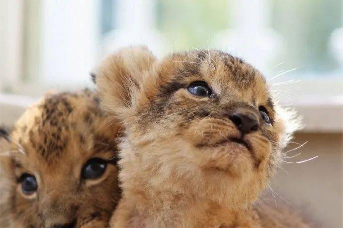 日本富士野生动物园的小奶狮也太可爱了!