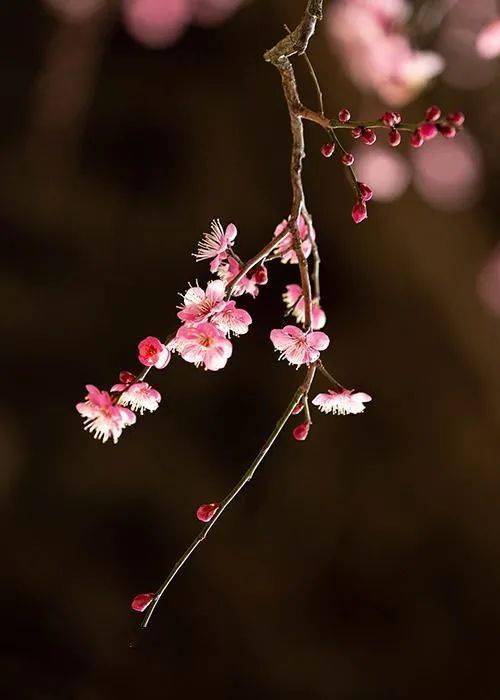 每日一句 宝剑锋从磨砺出 梅花香自苦寒来 归期 每日一句 宝剑锋从磨砺出 梅花香自苦寒来 归期
