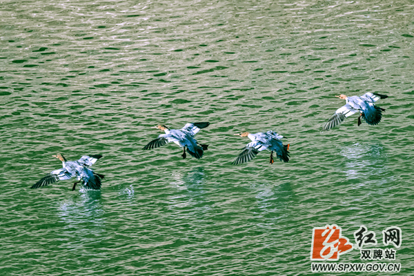 双牌：美丽潇水河 中华秋沙鸭来“打卡”