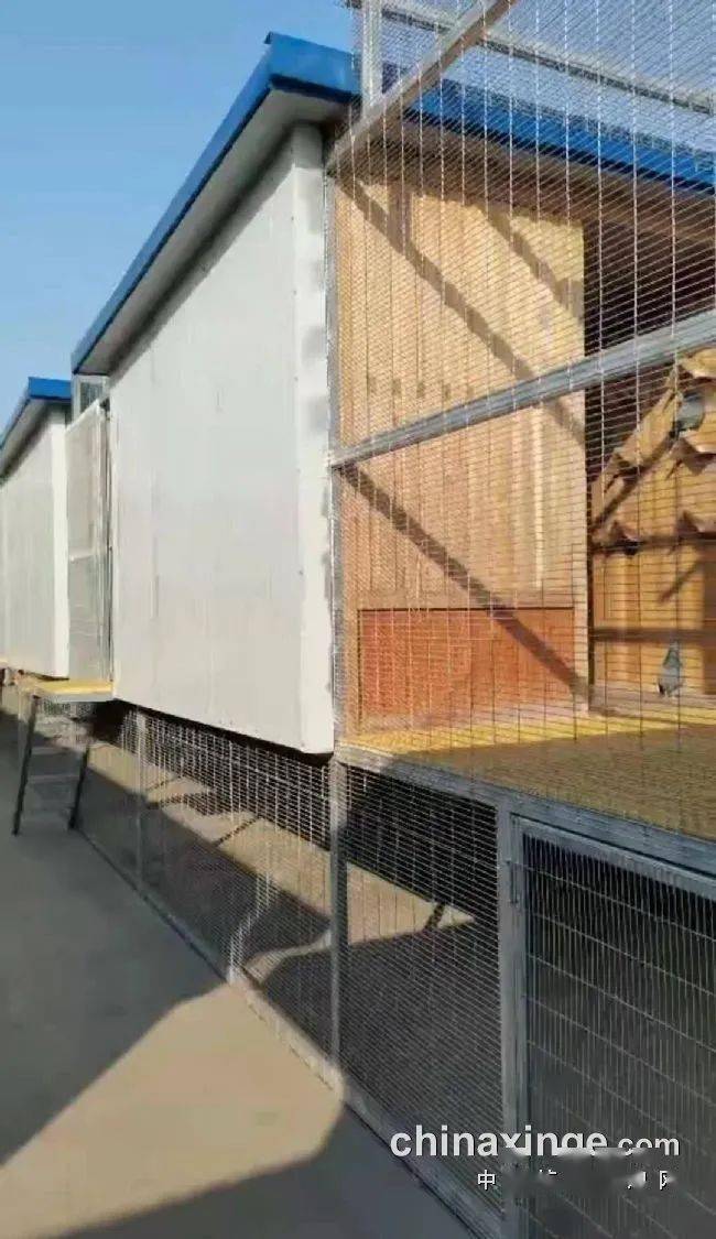 "新手"高起点作战 引入一棚宋学谭冠军家族