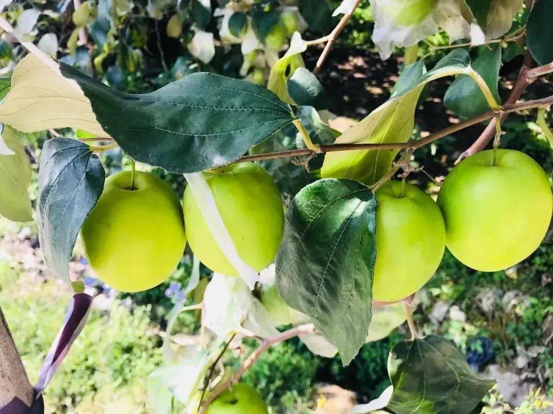 俗话说得好一日吃仨枣百岁不显老万德隆推荐一款来自福建的牛奶枣