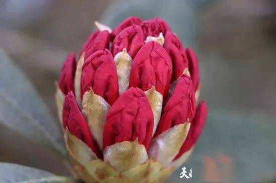 3月下旬 毕节百里花海即将绽放 杜鹃花