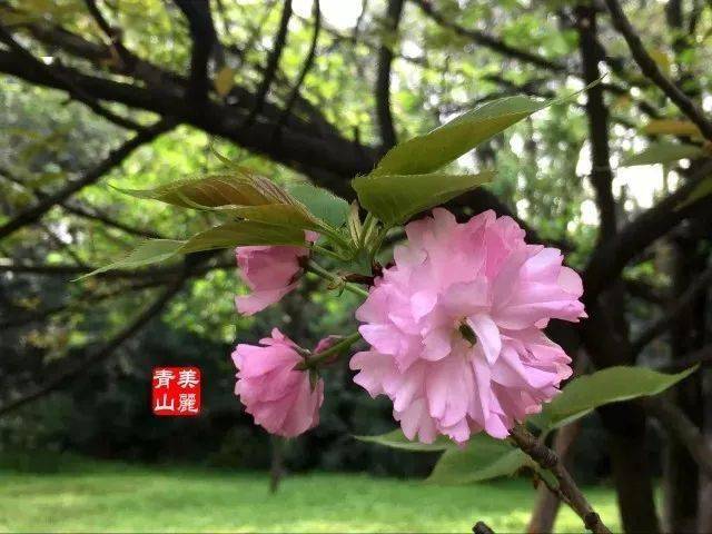 赏樱 青山欢迎您 樱花