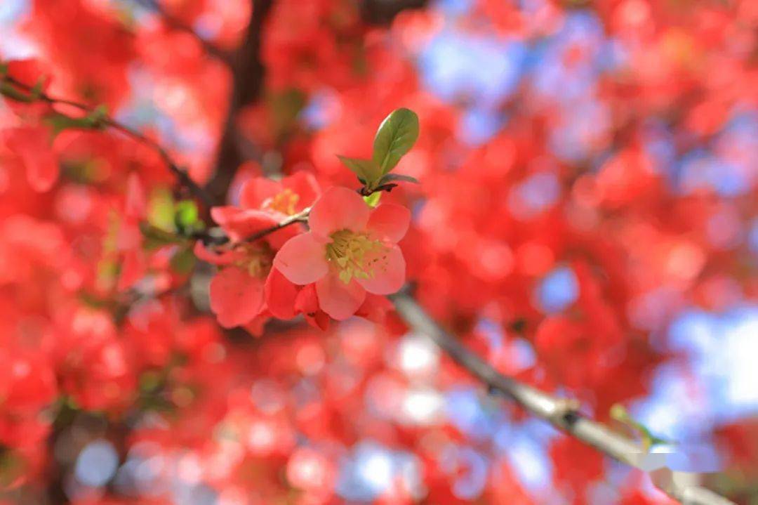 花枝什么颤成语_花枝鼠(4)