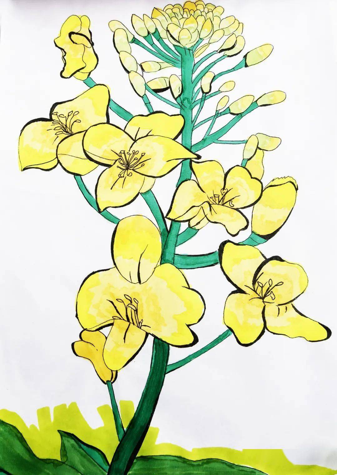 巨化一小: 油菜花田"彩绘"春意浓_花海