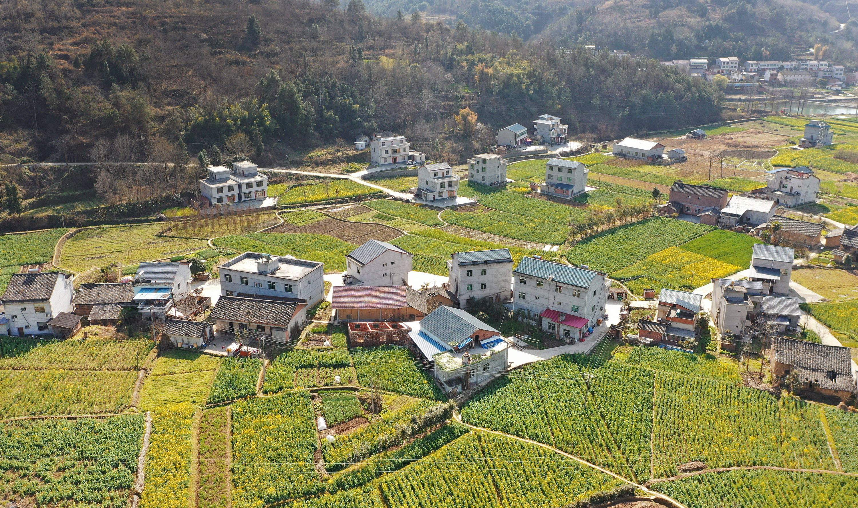 3月3日,安康市汉滨区迎风坝油菜花盛开(无人机照片.