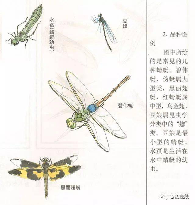 国画技法:蜻蜓的工笔及写意画法!