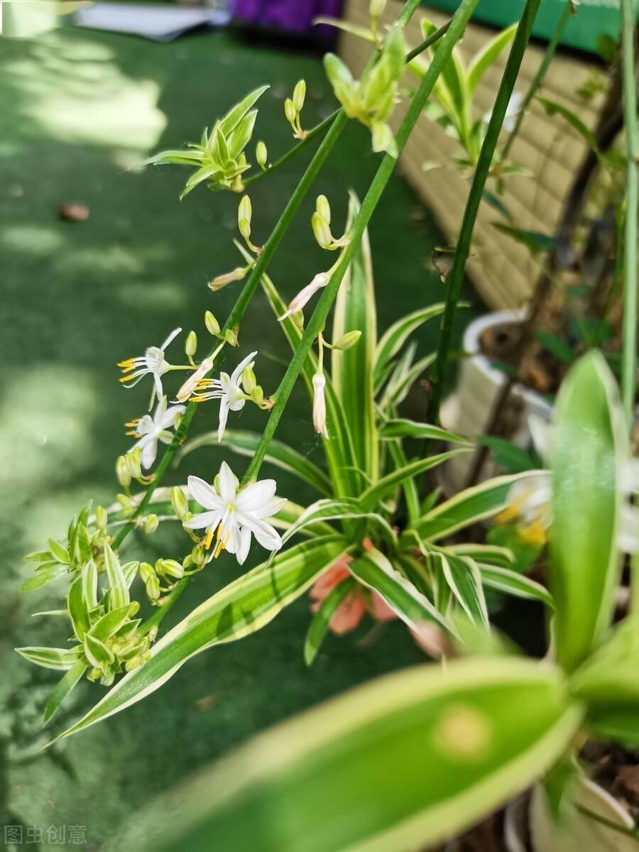 四川一户人家的东向阳台花园养上半阴花处处有生机幸福感强