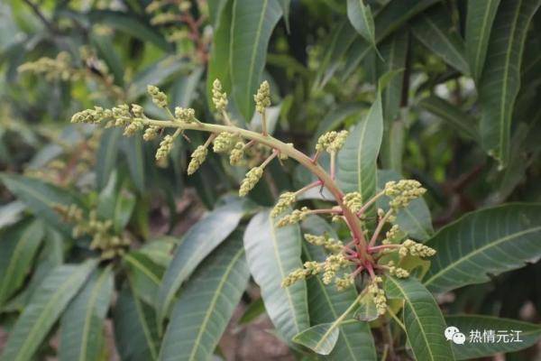 玉溪元江芒果花都开好了坐等约芒果