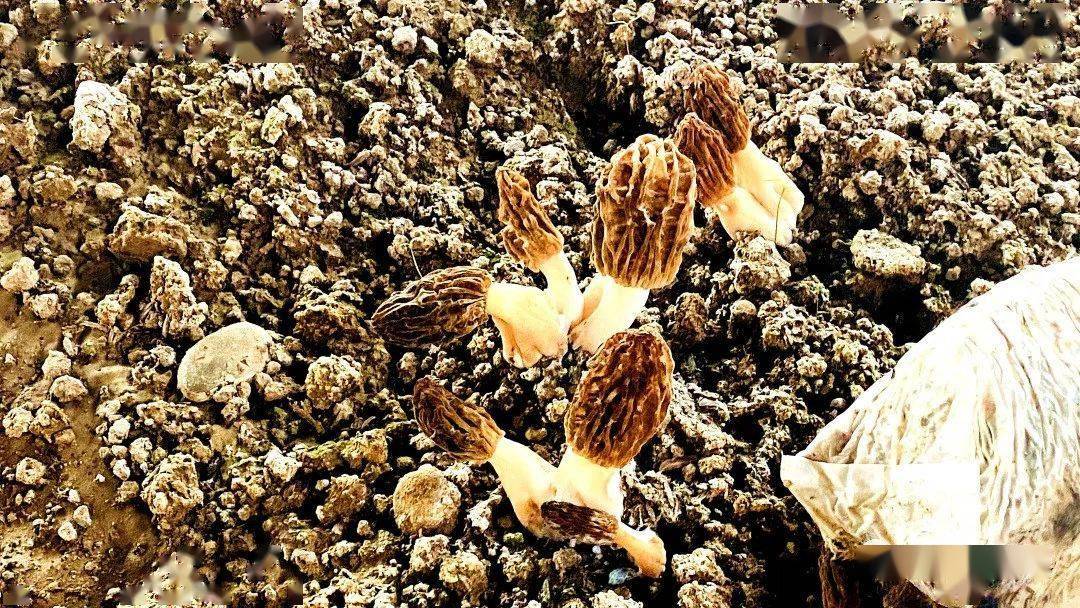 临夏市折桥镇春暖花开菌满棚羊肚菌种植获丰收