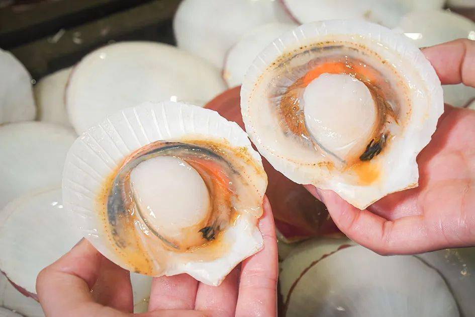 笼仔蒸日月贝 -"样丑但味美",第一次看到鸡爪螺的人可能会被吓到.