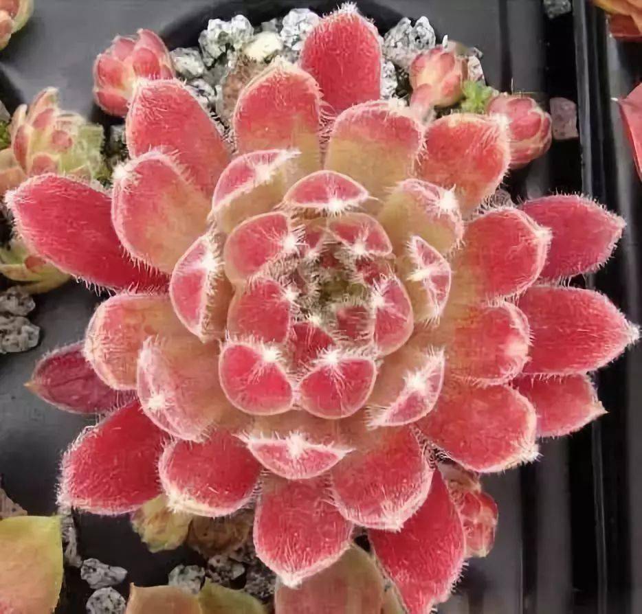 七彩莲座见者有福了